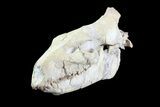 Oreodont (Merycoidodon) Skull - Wyoming #93756-3